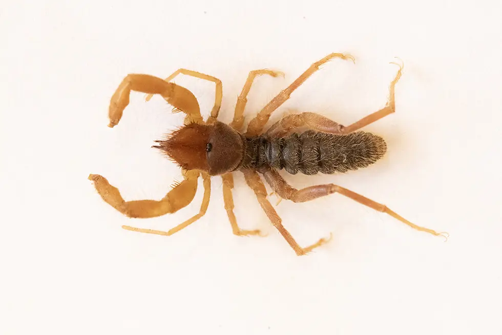 Öğretim Üyemiz Tarafından Cilo-Sat Dağlarında Yeni Böğü Türü Keşfedildi