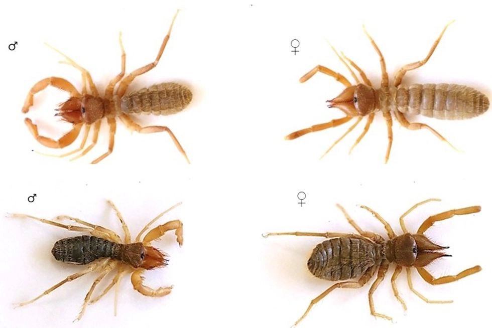 Türkiye’nin Batısından Bilim Dünyasına İki Yeni Böğü Türü Kazandırıldı