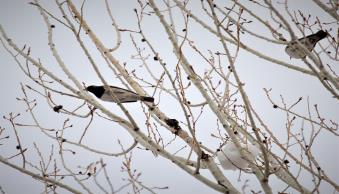 Hakkari İli İçin Yeni Kuş Kaydı (Karagerdanlı Ardıç Kuşu-Turdus atrogularis)
